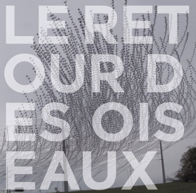 oiseaux